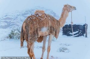 Read more about the article Χιόνισε στη Σαχάρα – Στους μείον 2 βαθμούς η θερμοκρασία στη Σαουδική Αραβία
